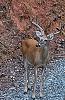 Click image for larger version

Name:	deer 2.jpg
Views:	256
Size:	105.7 KB
ID:	598138
