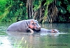 Click image for larger version

Name:	hippo_10s.jpg
Views:	109
Size:	12.7 KB
ID:	16483