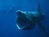 Click image for larger version

Name:	basking-shark-660x501-custom.jpg
Views:	431
Size:	16.1 KB
ID:	419668