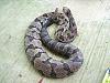 Click image for larger version

Name:	Rattlesnake 5-24-16.jpg
Views:	95
Size:	116.8 KB
ID:	452637