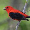 Click image for larger version

Name:	scarlet tanager.jpg
Views:	47
Size:	10.3 KB
ID:	618226