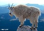 Colorado_Goat's Avatar